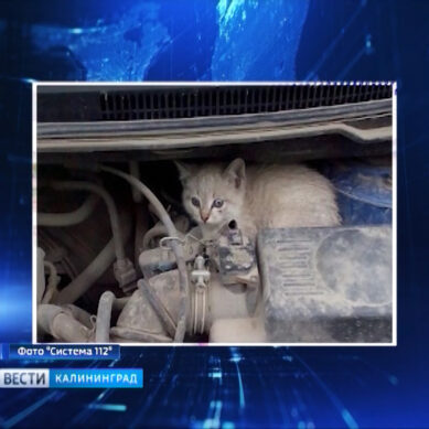 В Калининграде спасли котенка, решившего согреться под капотом