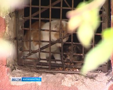 В Калининграде в одном из подвалов замуровали котят. Кто спасёт несчастных животных?