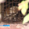 В Калининграде в одном из подвалов замуровали котят. Кто спасёт несчастных животных?