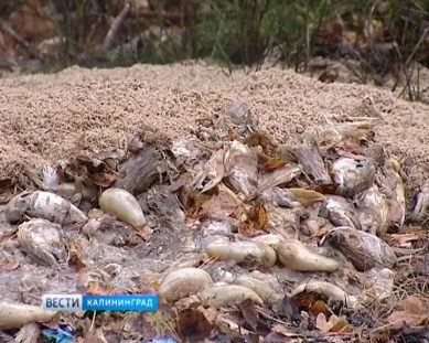 Эксперт: Свалки тухлой рыбы под Калининградом опасны для окружающей среды