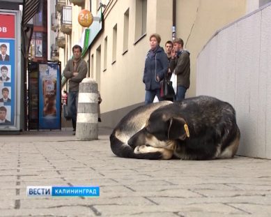 Судьба стерилизованных бездомных животных в Калининграде привлекла внимание прокуратуры