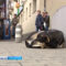 Судьба стерилизованных бездомных животных в Калининграде привлекла внимание прокуратуры