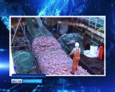 В Калининград на переработку отправили несколько тонн опасной для здоровья рыбы