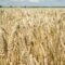 В Гусеве задержан комбайнер по подозрению в краже 8 тонн пшеницы