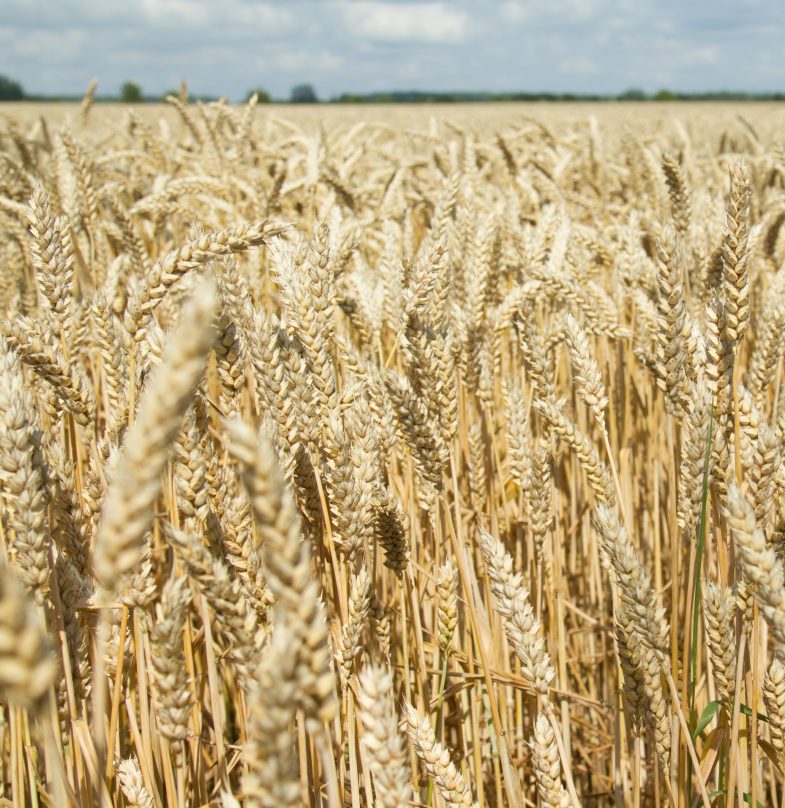 В этом году в России ожидается рекордный урожай зерна