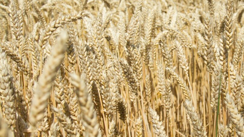 Объем экспорта пшеницы с начала года увеличился на 27%