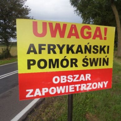 Африканская чума свиней распространяется по Польше пугающими темпами