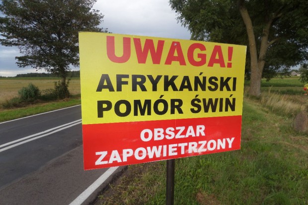 Африканская чума свиней распространяется по Польше пугающими темпами
