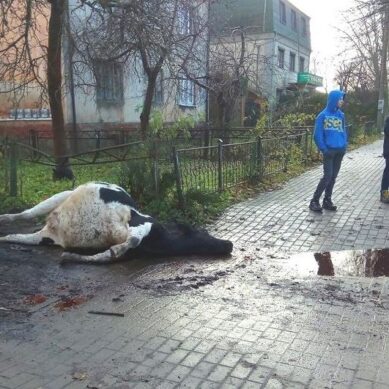 «Жуткое зрелище»: Кто убил корову в центре Багратионовска?