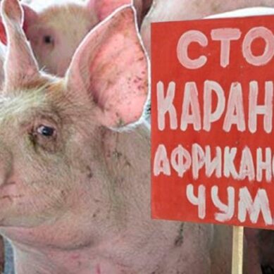 В Калининградской области впервые обнаружена африканская чума свиней