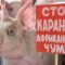 В Калининградской области впервые обнаружена африканская чума свиней