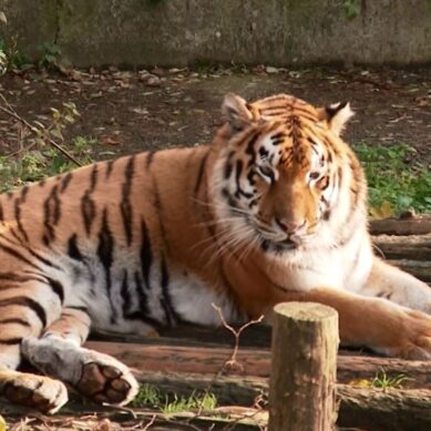 Нападение тигра стало шестым ЧП в Калининградском зоопарке за 2017 год