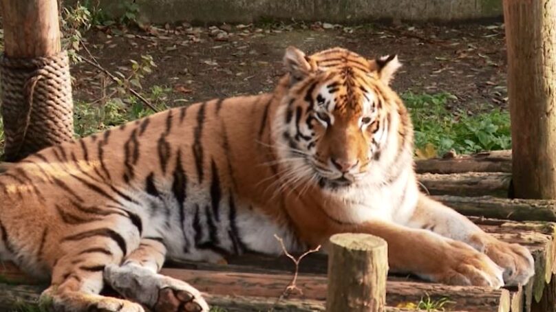 Нападение тигра стало шестым ЧП в Калининградском зоопарке за 2017 год