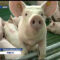 АЧС: Как остановить болезнь и не подложить свинью фермерам и покупателям мяса?