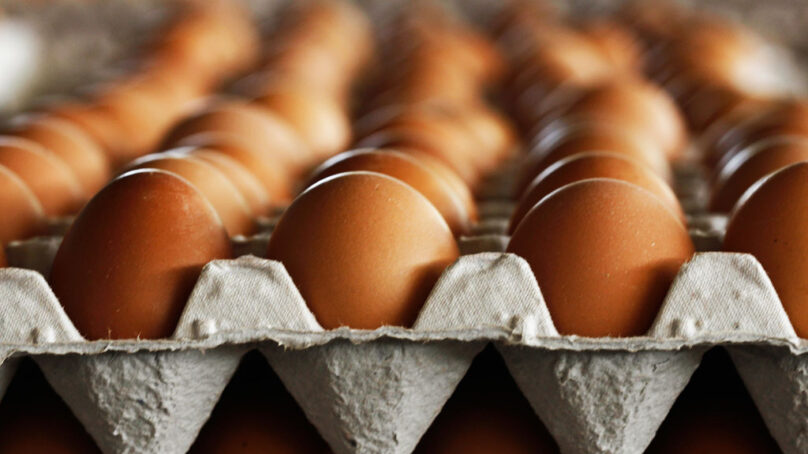 Свыше 200 тыс. голландских яиц задержали в Калининграде