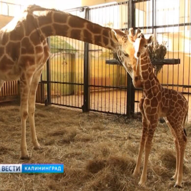 В Калининградском зоопарке у жирафов родился детёныш