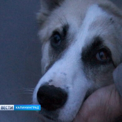 На жителя Немана, зверски избившего собаку доской, заведено уголовное дело