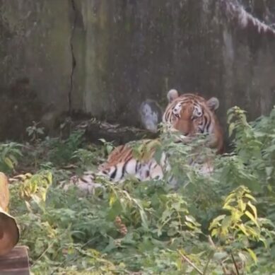 Пресс-секретарь Калининградского зоопарка о нападении тигра: «Ему также было плохо»