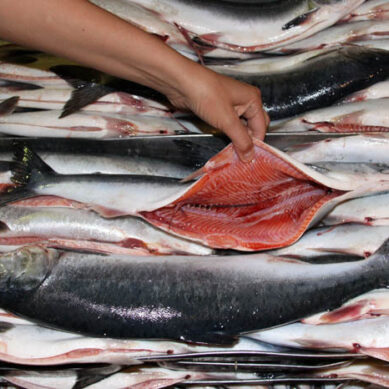 25 тонн красной рыбы из Приморья не пустили в Калининград