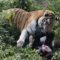 Сотрудника Калининградского зоопарка госпитализировали после нападения тигра