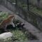 «Он грыз её, как мясо»: калининградцы рассказали о нападении тигра в зоопарке
