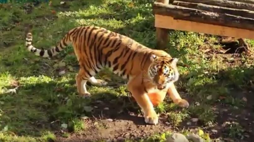 В Калининградском зоопарке рассказали о причинах нападения тигра
