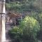 Что известно о тигре, который напал на человека в Калининградском зоопарке?