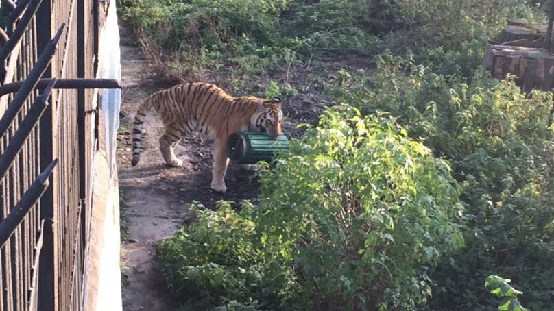 Что известно о тигре, который напал на человека в Калининградском зоопарке?