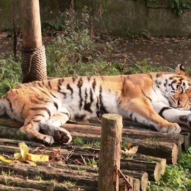 Калининградский зоопарк завершил внутреннее расследование ЧП с тигром