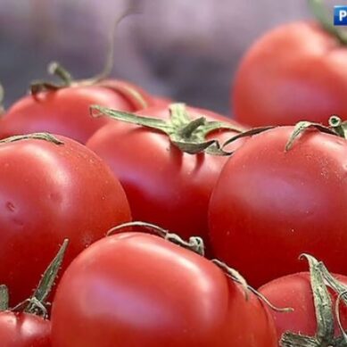 Россельхознадзор выявил в тонне импортных томатов опасных вредителей
