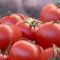 В Россию вернулись турецкие помидоры