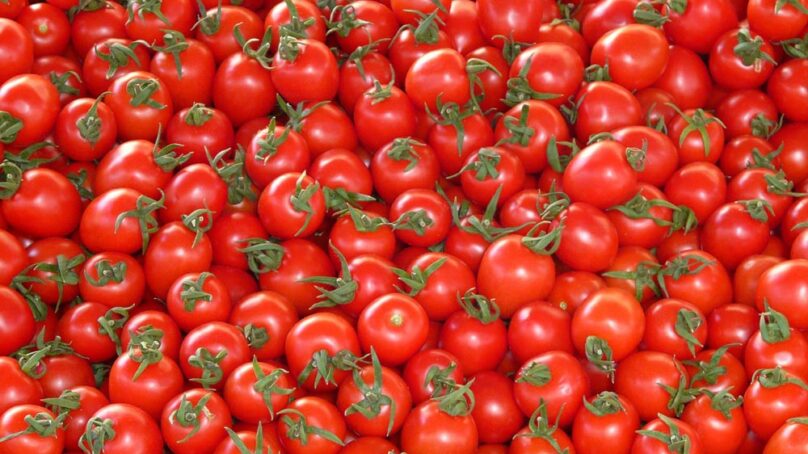 Калининградские инспекторы Россельхознадзора вернули в Литву 2,5 тонны помидоров