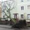 На одной из улиц Калининграда ветер с корнем вырвал дерево