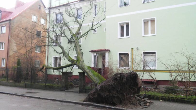 На одной из улиц Калининграда ветер с корнем вырвал дерево