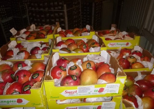 В Калининграде уничтожена тонна португальского манго, запрещенного к ввозу