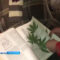 Полицейские изъяли у калининградца гербарий из высушенных наркосодержащих растений