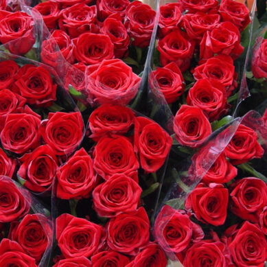 Россельхознадзор уничтожил в Калининграде розы из Испании