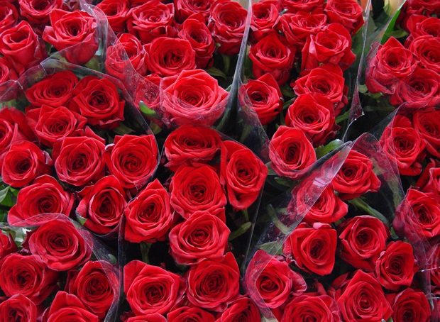 Россельхознадзор уничтожил в Калининграде розы из Испании