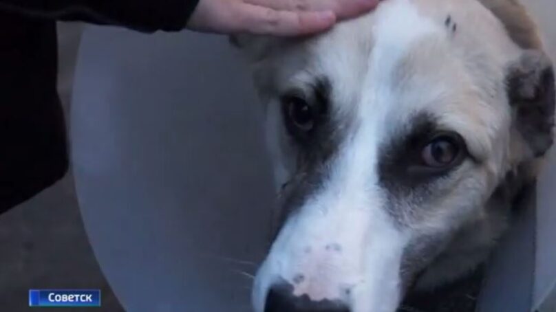 Полицейские доказали вину живодёра, избившего доской собаку под Неманом