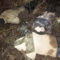 Полиция и охрана Янтарного комбината предотвратили крупную кражу янтаря