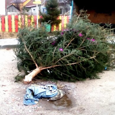 «Вы свиньи, господа!»: Под Калининградом вандалы сломали поселковую новогоднюю ёлку