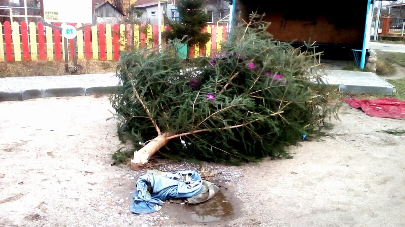 «Вы свиньи, господа!»: Под Калининградом вандалы сломали поселковую новогоднюю ёлку