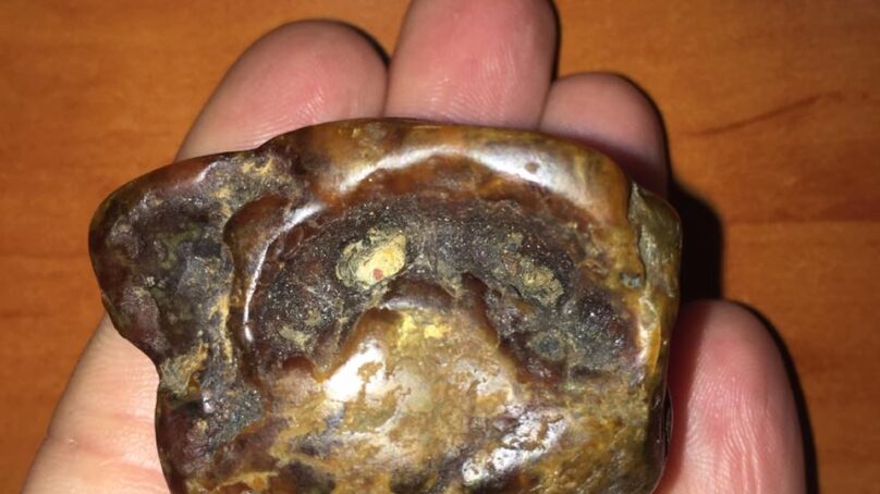 В Калининградской области нашли янтарь с отпечатком челюсти