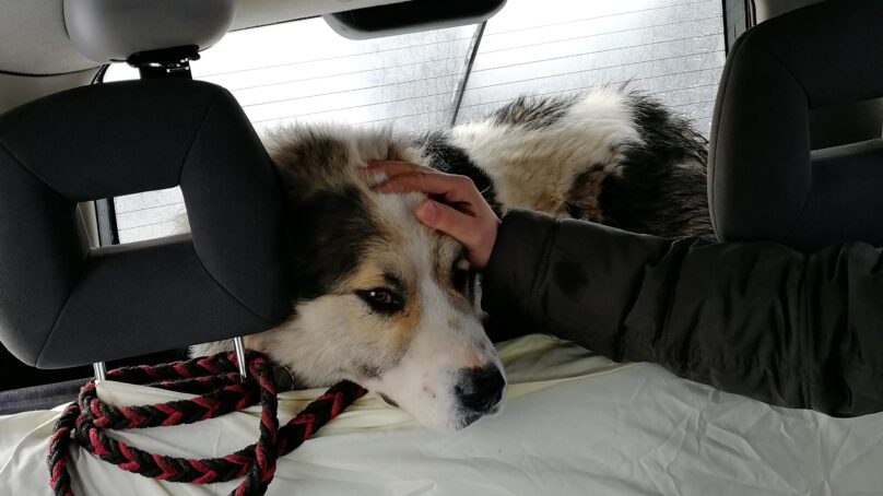 Калининградские «Вести» помогли спасти собак из «фермерской тюрьмы»