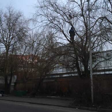 Калининградец забрался высоко на дерево, чтобы спасти кошку