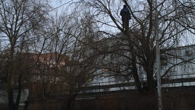 Калининградец забрался высоко на дерево, чтобы спасти кошку
