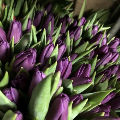 В Калининградских теплицах вырастили в два раза больше тюльпанов, чем в прошлом году
