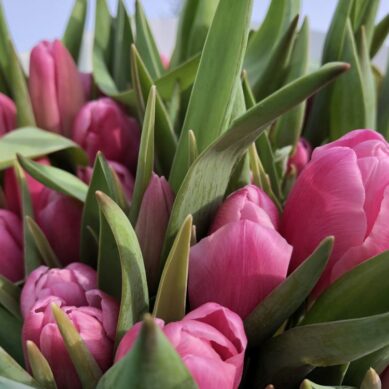 В Калининградской области вырастили более 7,5 млн тюльпанов