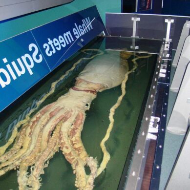 В Калининград не пустили 20 тонн филе гигантского кальмара