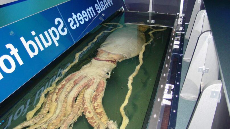 В Калининград не пустили 20 тонн филе гигантского кальмара